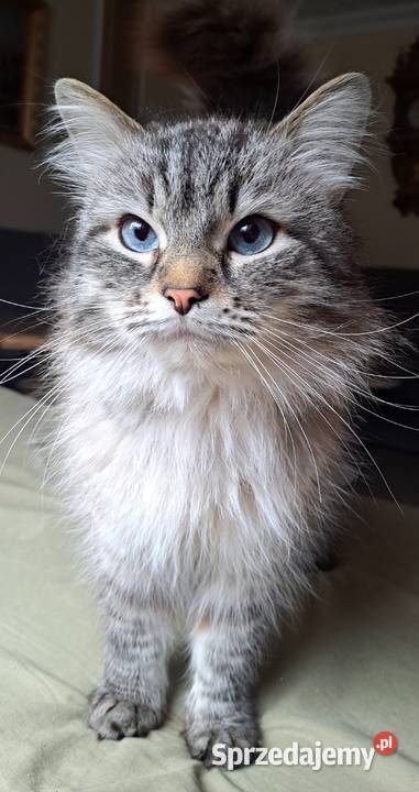 Neva masquerade kot syberyjski krycie Chrząstowice