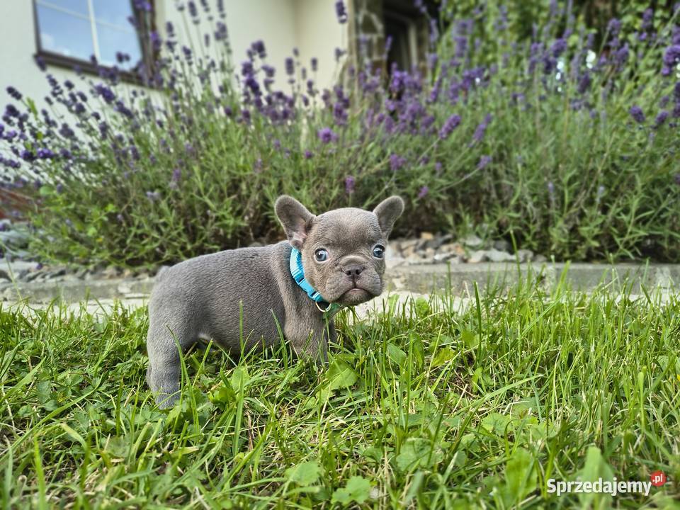Buldog francuski