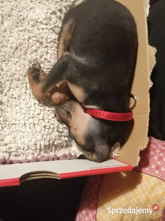 Pinczer Miniaturowyratlerek