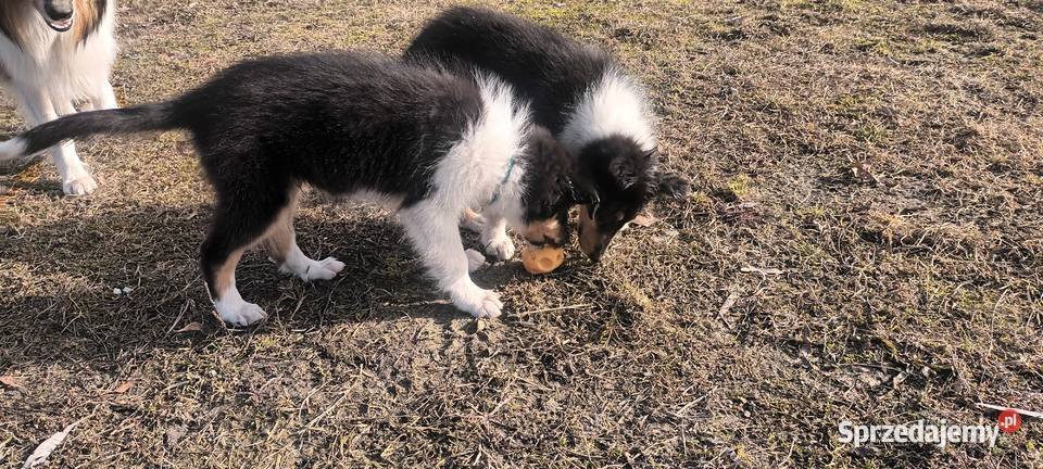 Szczenięta Owczarek szkocki lubelskie Łuków