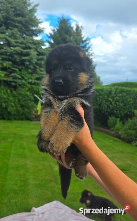 Owczarek Niemiecki szczenieta rodowod FCI Wiązów