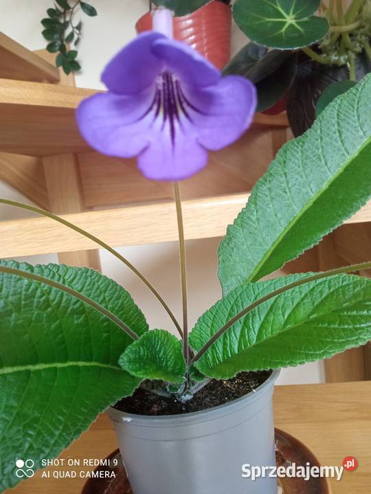 Piękne skrętniki Białystok