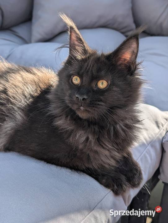 Evita czarna dymna kotka Maine Coon Tica Pszczyna sprzedam
