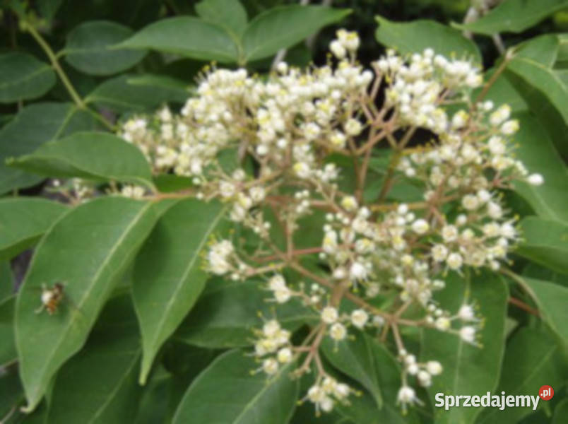 EWODIA CHIŃSKA Evodia hupehensis NASIONA 20000 Nasiona Lubanie