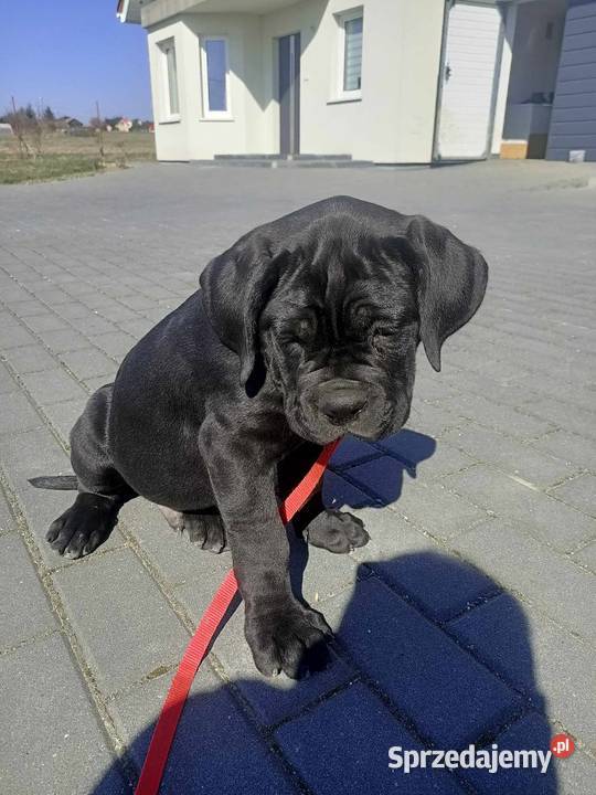 Cane Corso Italiano Zadroże