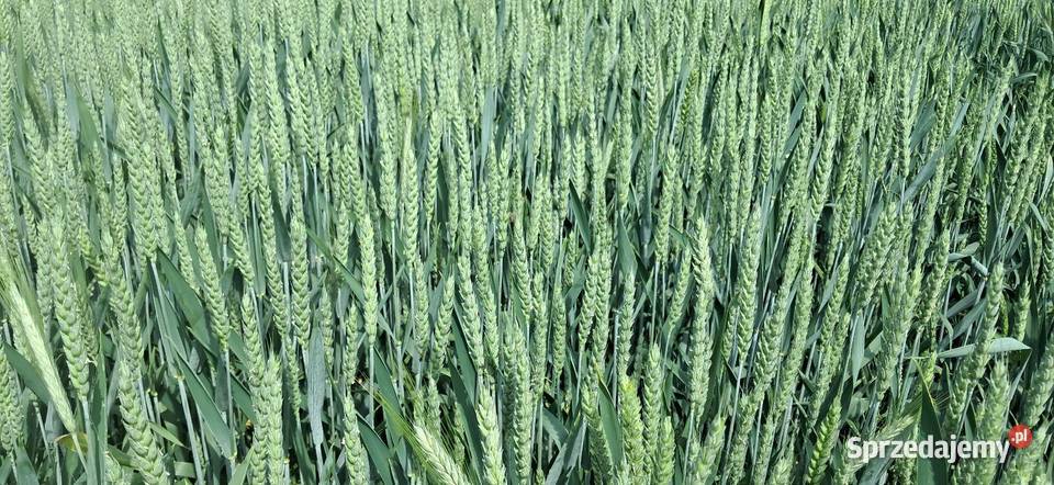 Pszenica i pszenżyto