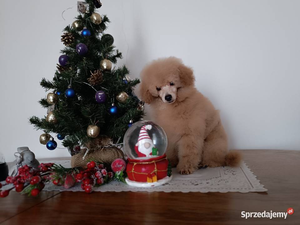 Pudel Toy chlopchik z dokuments FCI Kielce