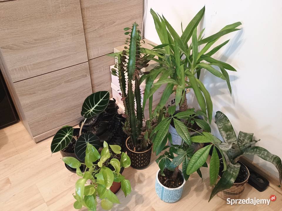 Kwiaty doniczkowe wszystko