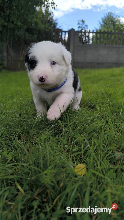 Border Collie czekoladowej matce do rezerwacji śląskie Ostrowy nad Okszą sprzedam