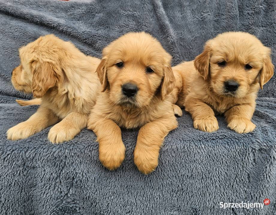 Golden Retriever złoty szczeniak