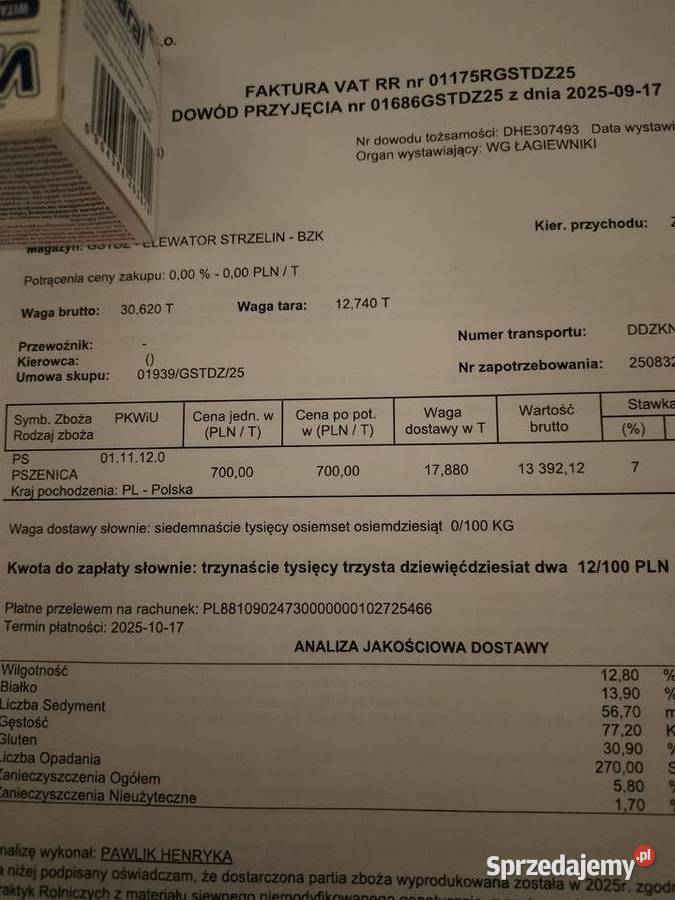 Sprzedam pszenice Zboża dolnośląskie Sienice