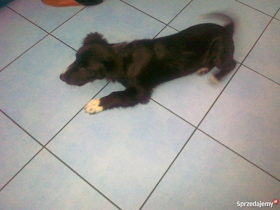 piesek do adopcji Pabianice sprzedam