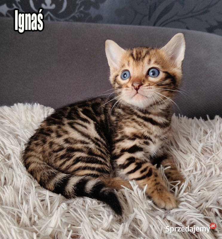 Kocięta bengalskie z rodowodem łódzkie