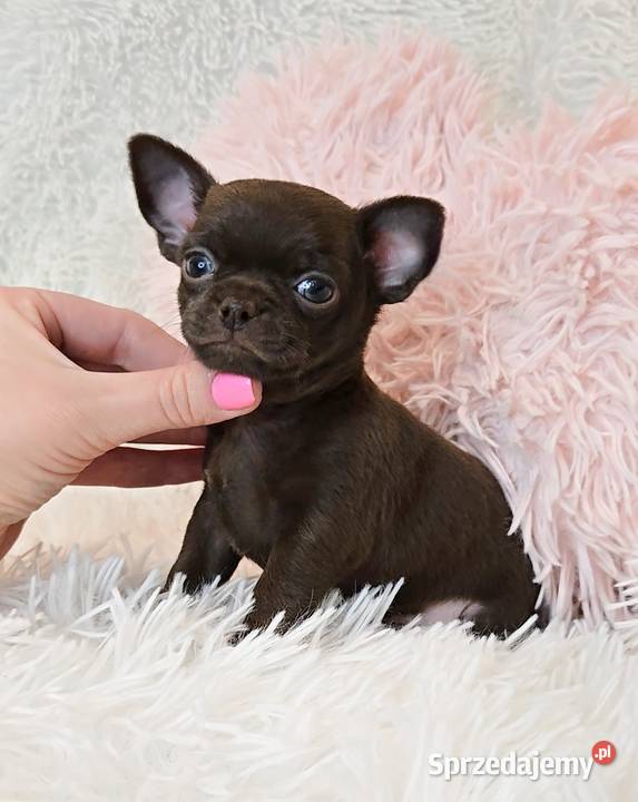 Malutki Piesek Chihuahua Poznań sprzedam