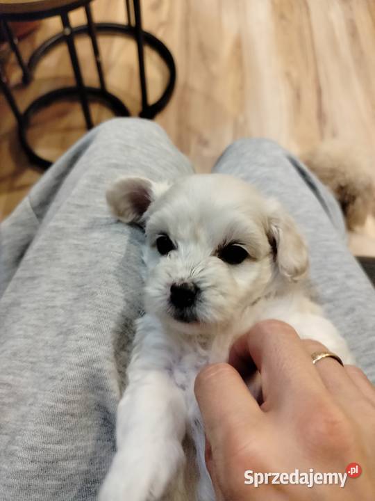 Maltipoo Chojnice