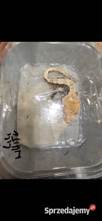 Gekon orzęsiony Lili white red harley Quinn Koszalin