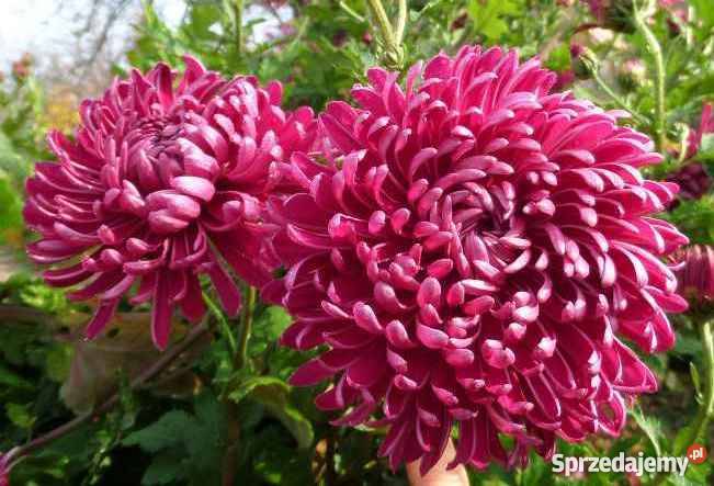 CHRYZANTEMY OGRODOWE ZIMUJĄCE DĄBKI Rośliny dolnośląskie Jelenia Góra