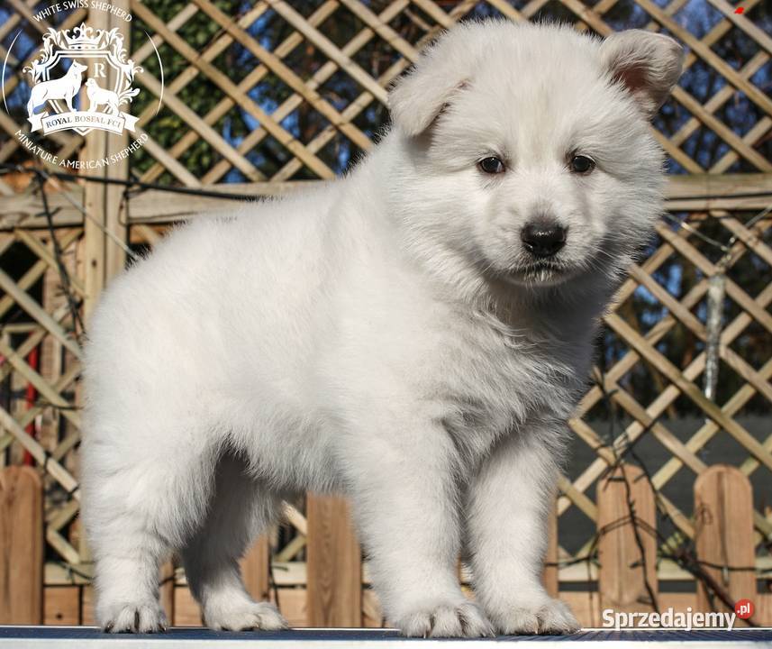 Biały Owczarek Szwajcarski FCIZKwP Psy Warszawa sprzedam