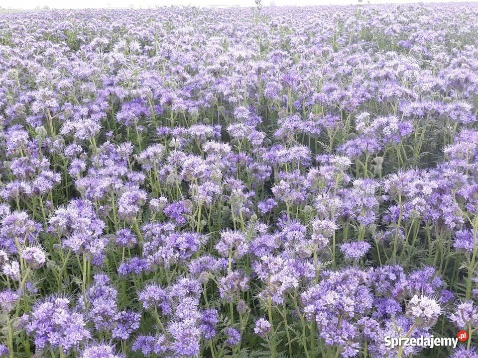 Facelia błękitna nasiona 8 zbiór 2024 Pozostałe łódzkie Szczyty