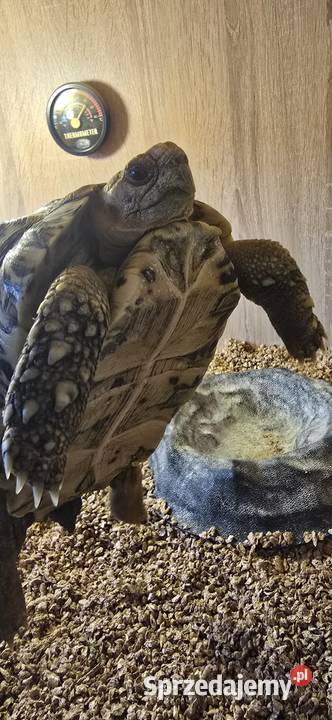 Żółw lamparci i terrarium Gady i płazy Gdańsk
