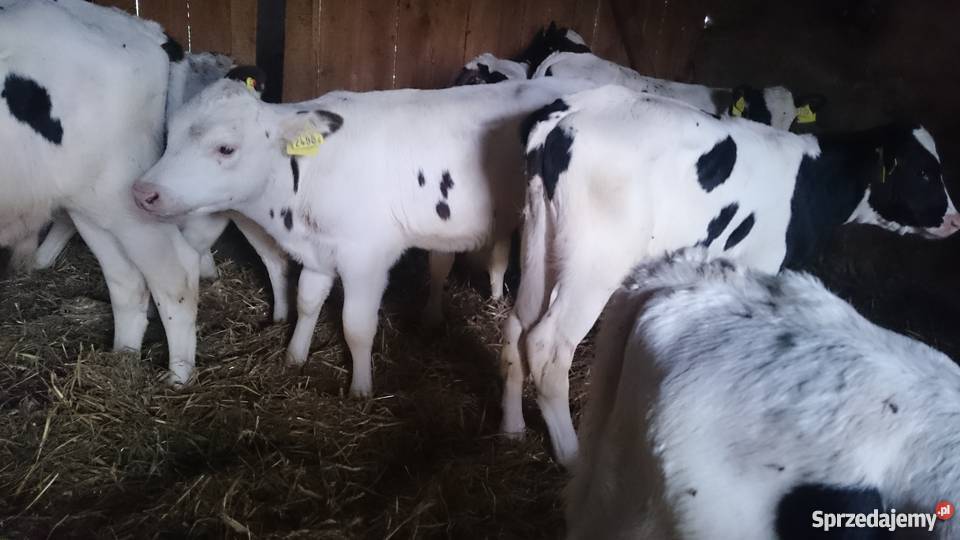 Byczki i jałówki sprzedam mięsne mieszane i ho kujawsko-pomorskie Golub-Dobrzyń