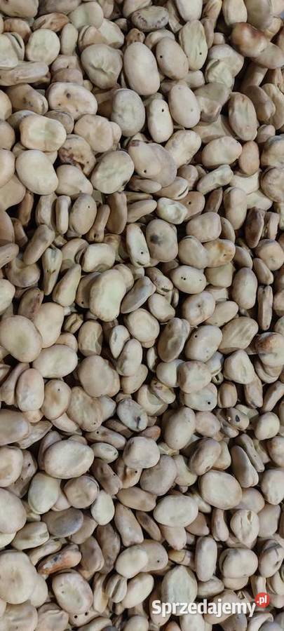 Bób bachus świętokrzyskie Busko-Zdrój