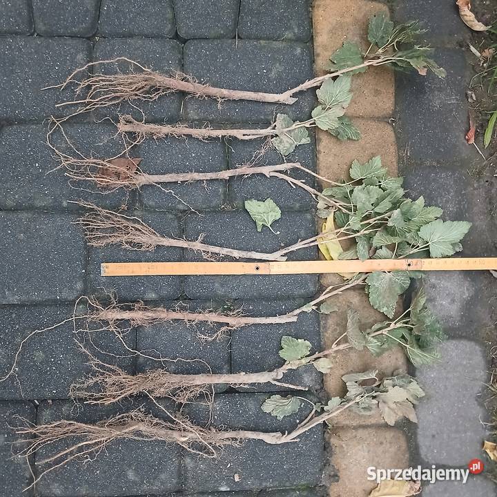 Sadzonki porzeczki czrnej Ruben Bochotnica sprzedam