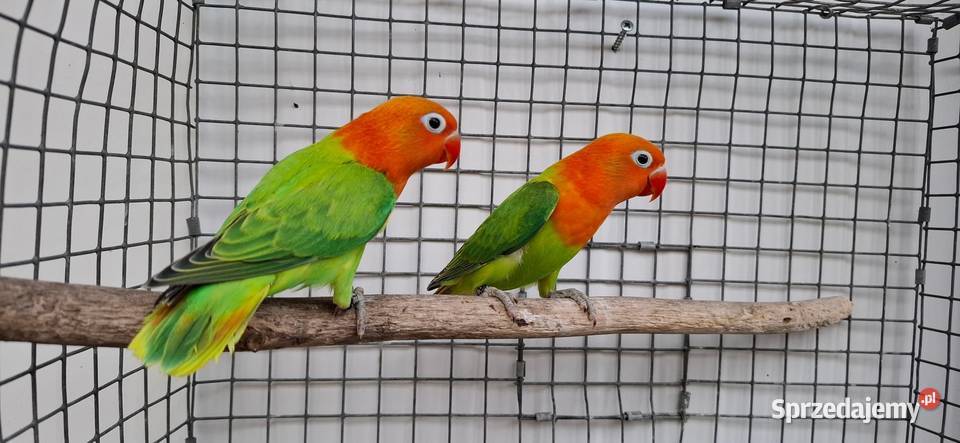 Nierozłączki Zakliczyn