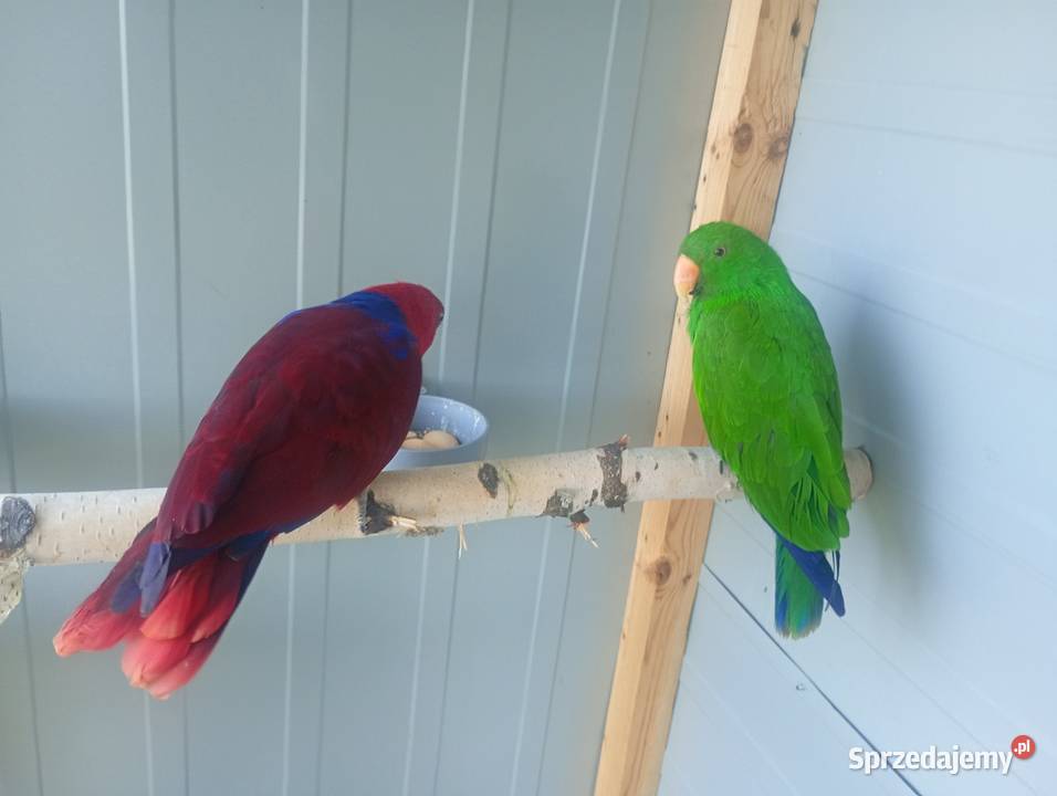 Lory oswojone Wrzesiny sprzedam
