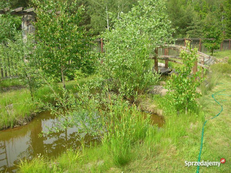 Drewnianomurowany dom Dzięciołkiem w bliskim sąs mazowieckie Szynkarzyzna