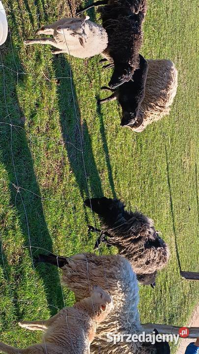 Sprzedam owce i barany warmińsko-mazurskie Gołdap