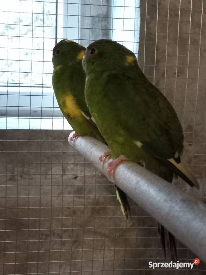 Modrolotki kozie Samice 25 obrączka stała Faustianka