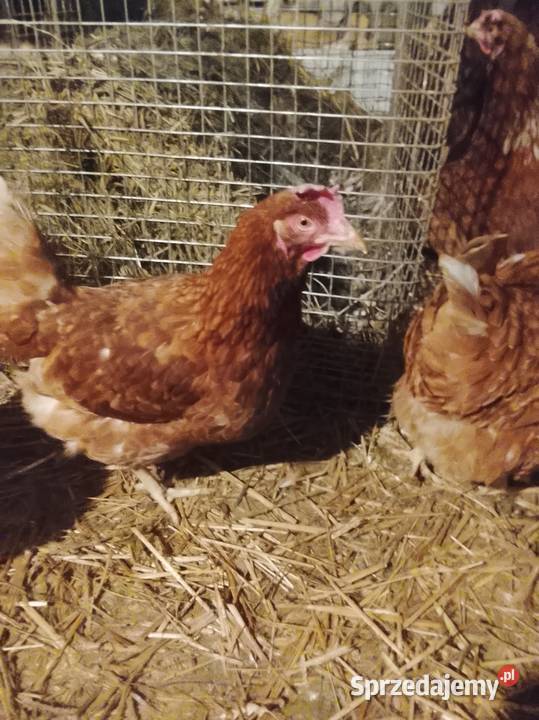 Kurki nioski młode wiejskie Lubiszyn