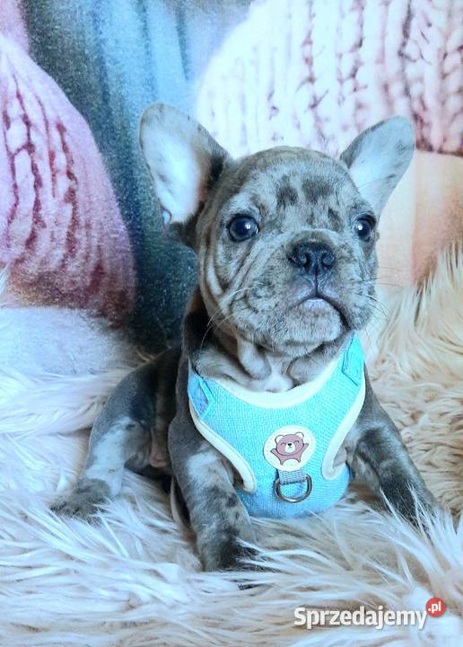 Buldog francuski piesek blue Pabianice sprzedam