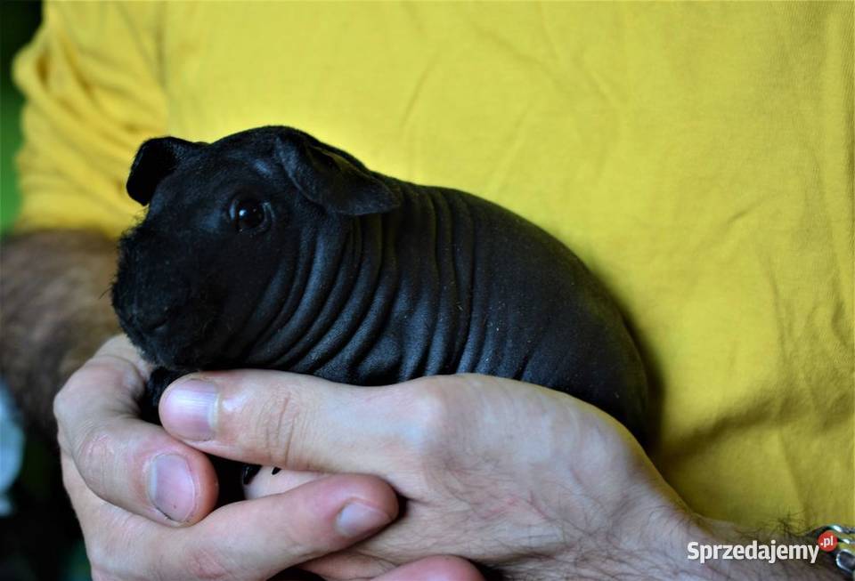 Świnka morska świnka świnki SKINNY łyse dolnośląskie