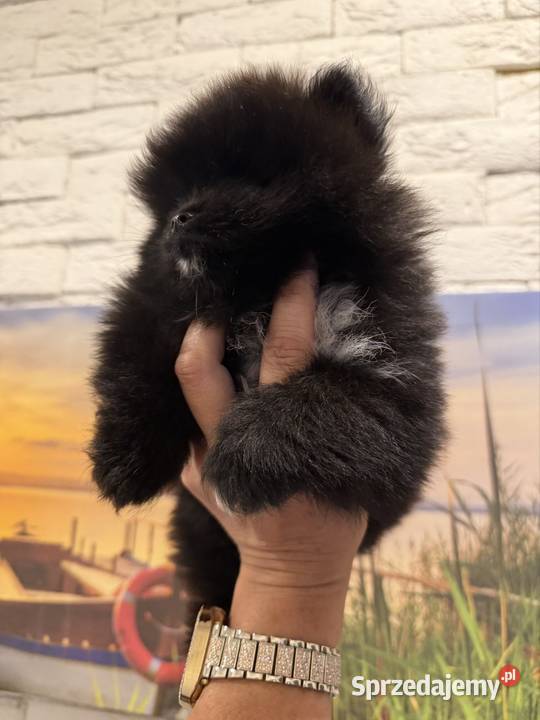 Szpic miniaturowy pomeranian boy Poniszowice