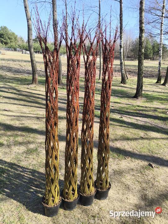 Wierzba pleciona TRANSPORT podkarpackie Kolbuszowa