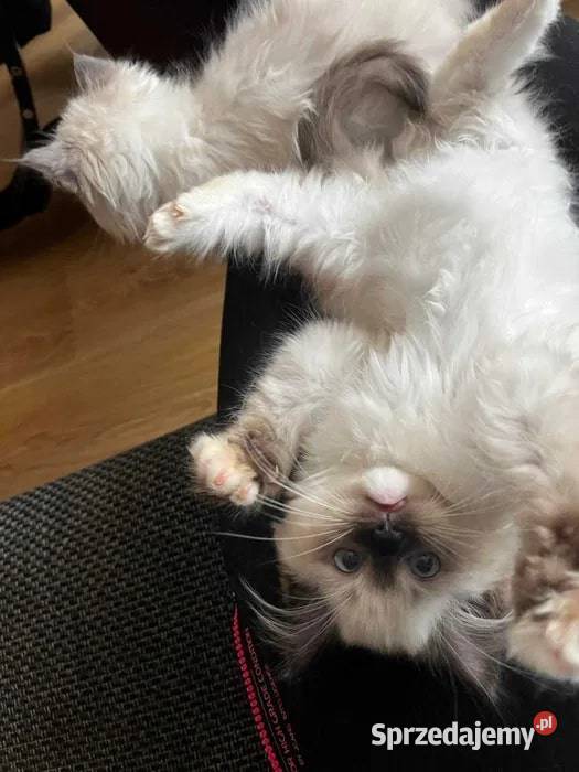 RAGDOLL Międzynarodowy Rodowód FPL podkarpackie Rzeszów sprzedam