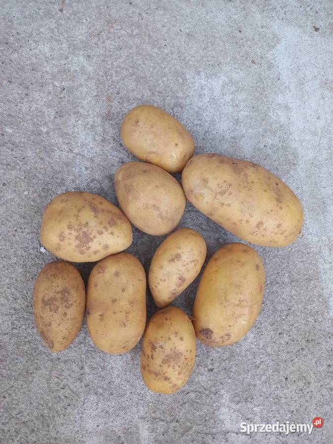 Ziemniaki jadalne QUEEN ANNE sprzedam