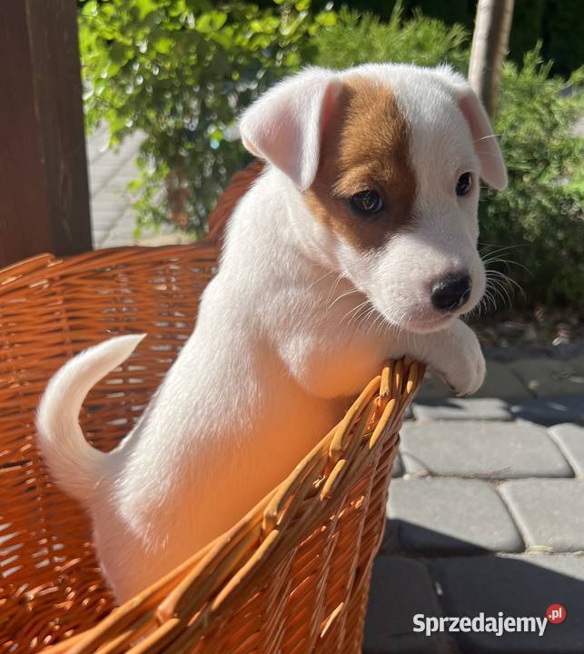 Jack Russell Terrier lubelskie Lubartów sprzedam