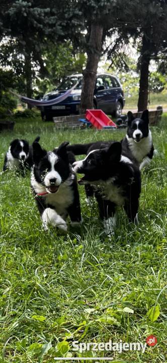 Szczenięta Border Collie DO ODBIORU Biała Góra