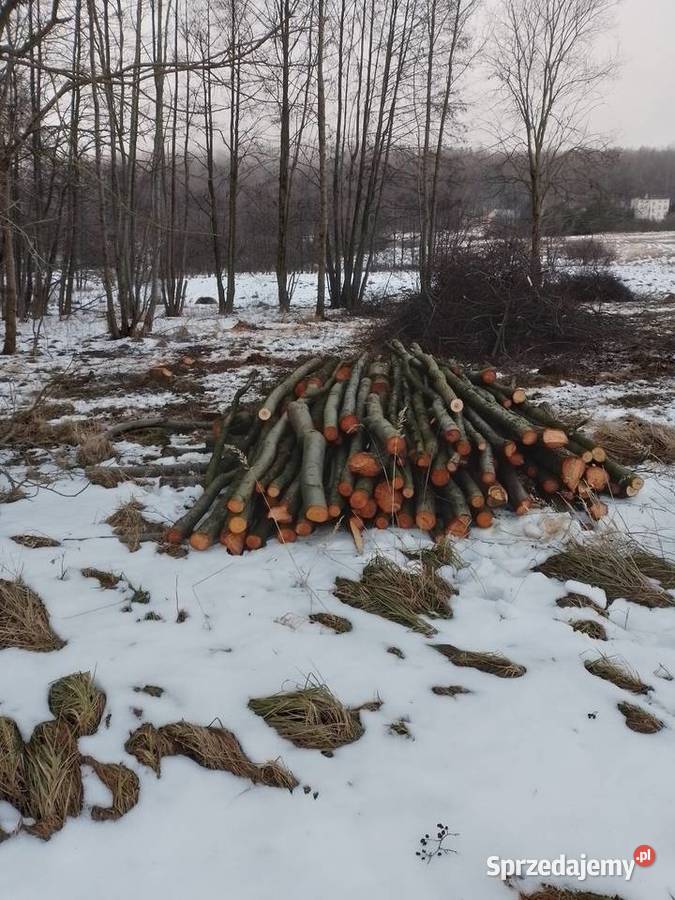 Wycinka drzew i koszenie trawy Boguszów-Gorce