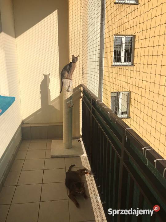 Siatka kota Zielona Góra lubuskie