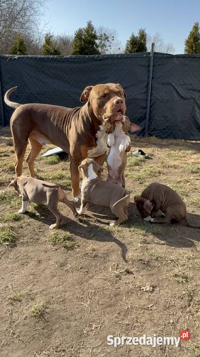 American bully xl suczka Czerlejno
