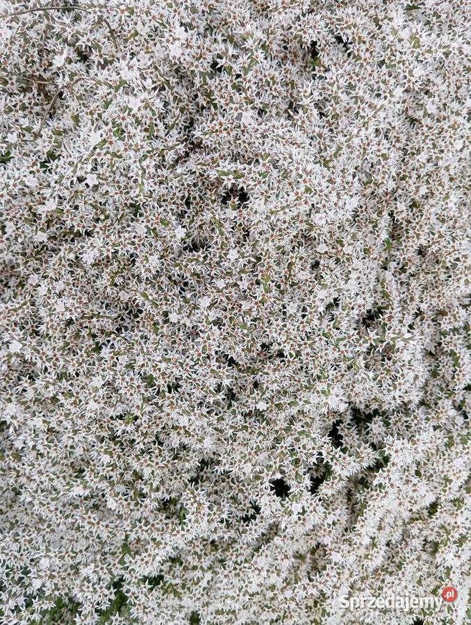 Zatrwian tatarski statica 2025 Pozostałe Izbica