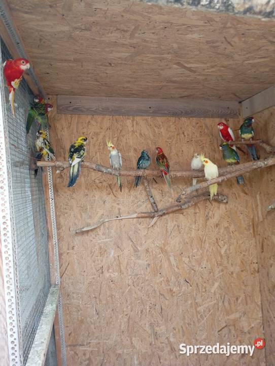Sprzedam papugi rozelle królewskie białolicekozy Lublin