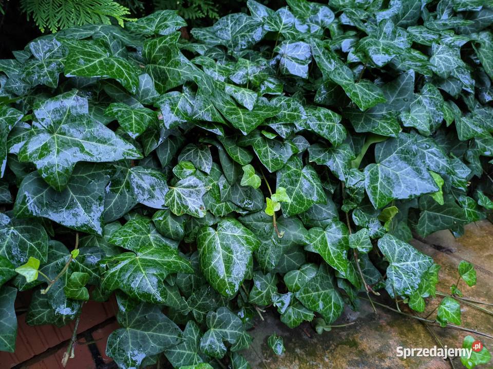 Bluszcz pospolity Hedera Helix zimozielony Duże lubelskie Lublin