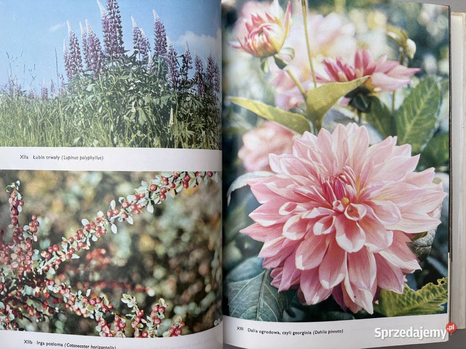 Wielki atlas roślin F A Novk twarda z obwolutą Białobrzegi