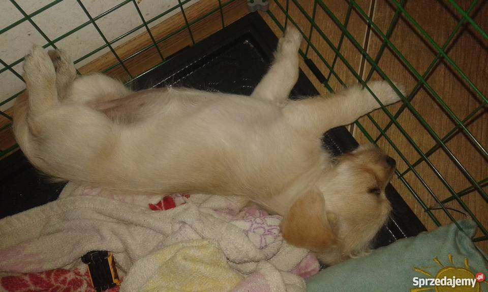 Mieszaniec yorka z Jack russell terrier Warszawa