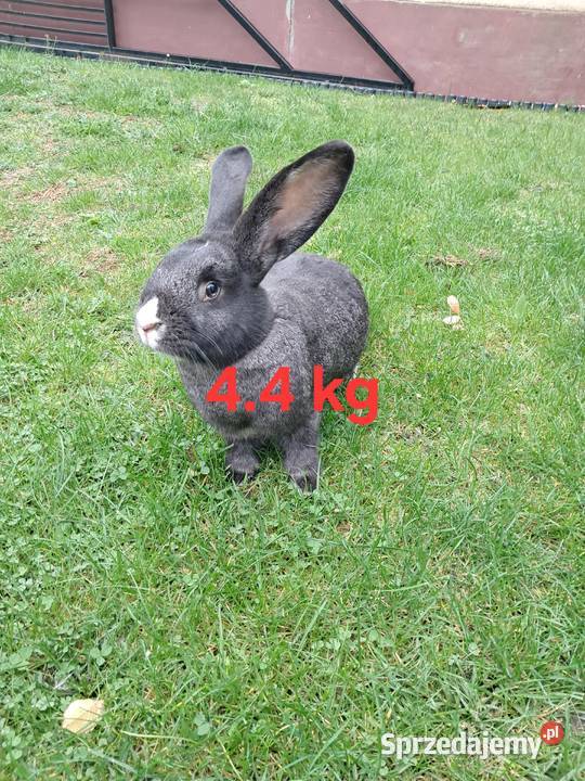 Króliki Stoki Małe